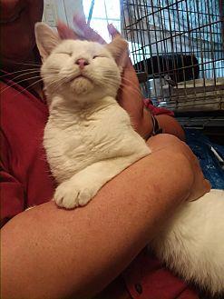 Marshmallow (19492701)