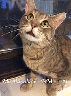 Marshmellow (21532723)
