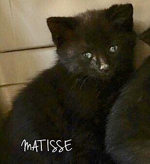 Matisse (21595397)