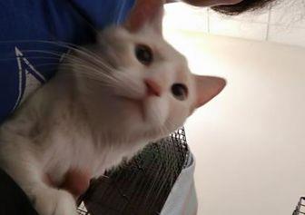 Mervin (21446356)