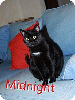 Midnight (16710929)