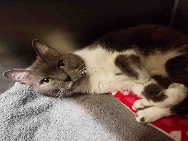 MILLIE (A075356)