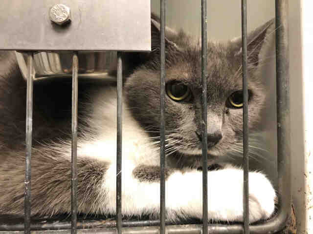MILLIE (A075356)