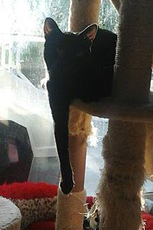 Minx *Courte (17848863)