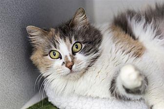 Minxy (20995542)