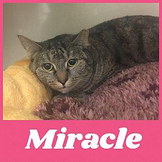 Miracle (21104968)