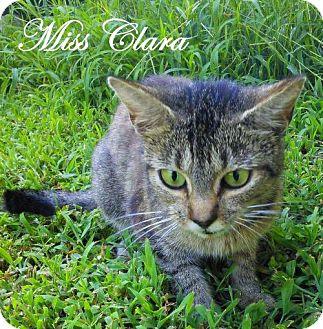 Miss Clara (16615024)