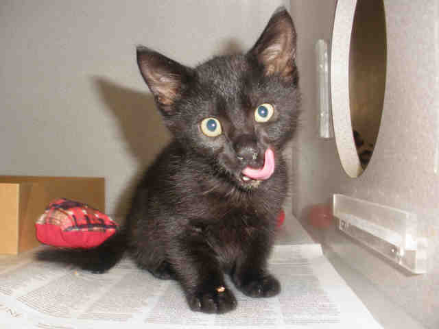 MISS NOIR (A223558)