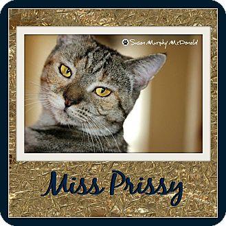 Miss Prissy (14993232)