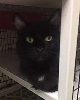 Missy (19378402)