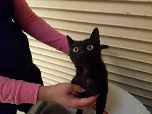 MISTY (A007553)
