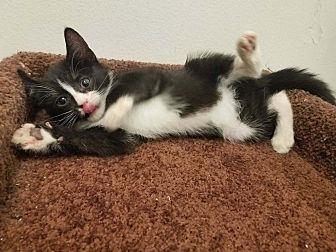 Mittens (21564807)
