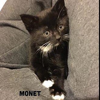 Monet (21595421)