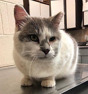 Mr Puffy (21362808)