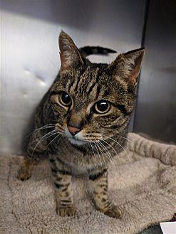 Mr.Meowgi (21549772)