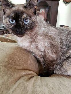 Ms. Kitty (20712225)