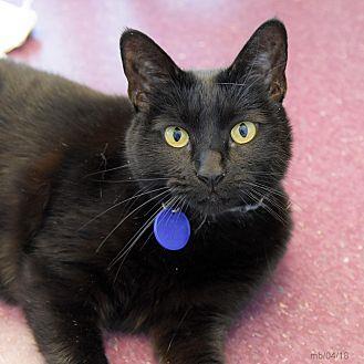 Muffin (21472207)