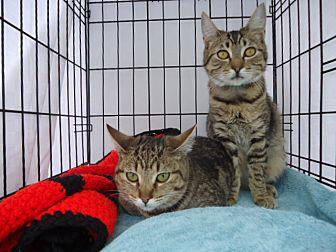 Muffin and C (21522038)