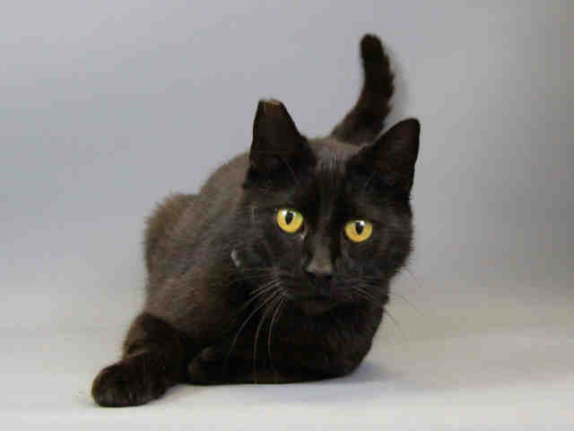 MUFFINS (A106044)