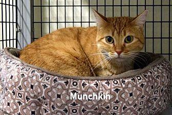 Munchkin (20920853)