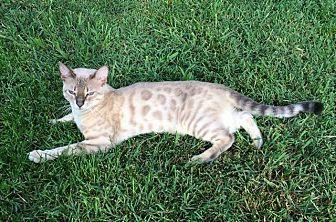 Nala (21563588)