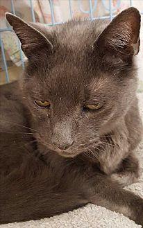 Nermal (21546667)