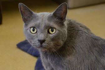 Neville (21449622)