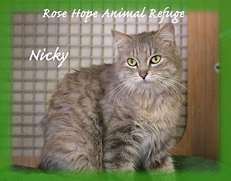 Nicky (21532840)