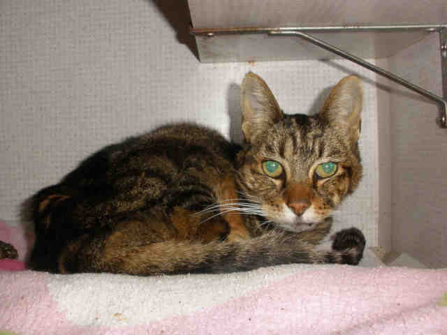 NICKY (A224060)