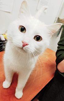 Nilla-Not at (21450451)