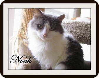 Noah (16615007)