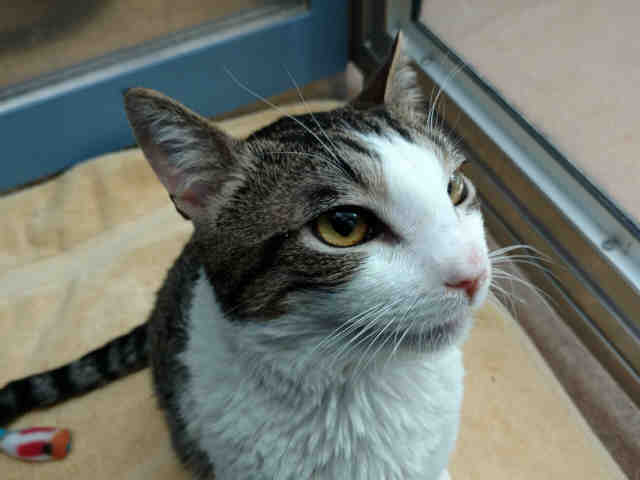 NOODLES (A0911249)