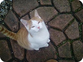Norman (17876293)