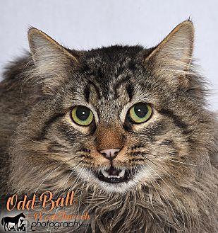 Oddball (20048286)