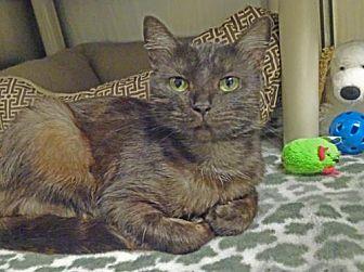 Olive (21398871)