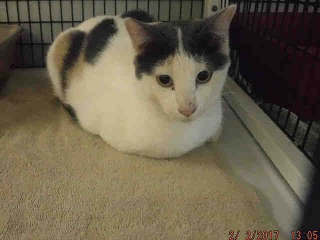OLIVER (A568248)