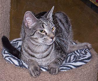 Ollie (20682089)