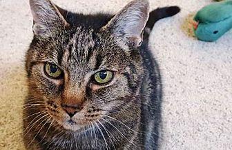 Ollie (21598594)