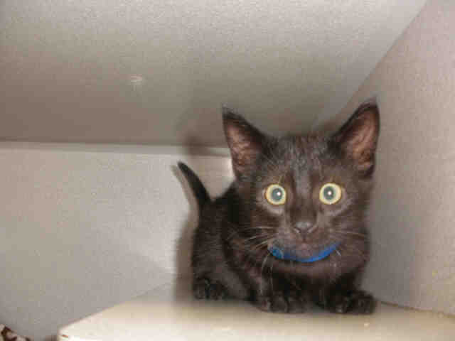ONYX (A223555)