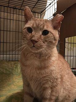 Opie (21278225)