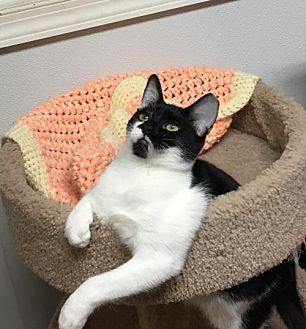 Oreo (20086705)