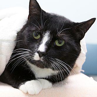 Oreo (20579652)