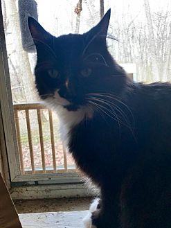 Oreo (20907443)