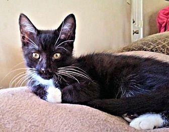 Oreo (21288701)