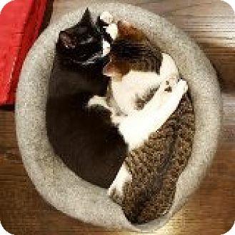 Oreo and Dai (14743479)