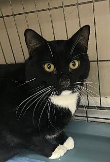 Oreo MFurry (21559279)