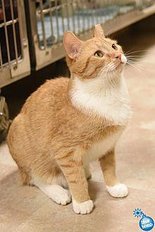 Orson (20821571)