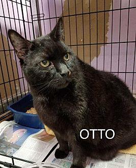 Otto (21342450)