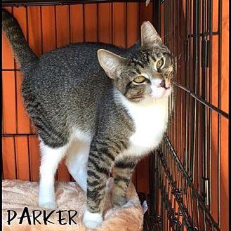 Parker (21550888)