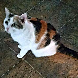 Patches (19379914)